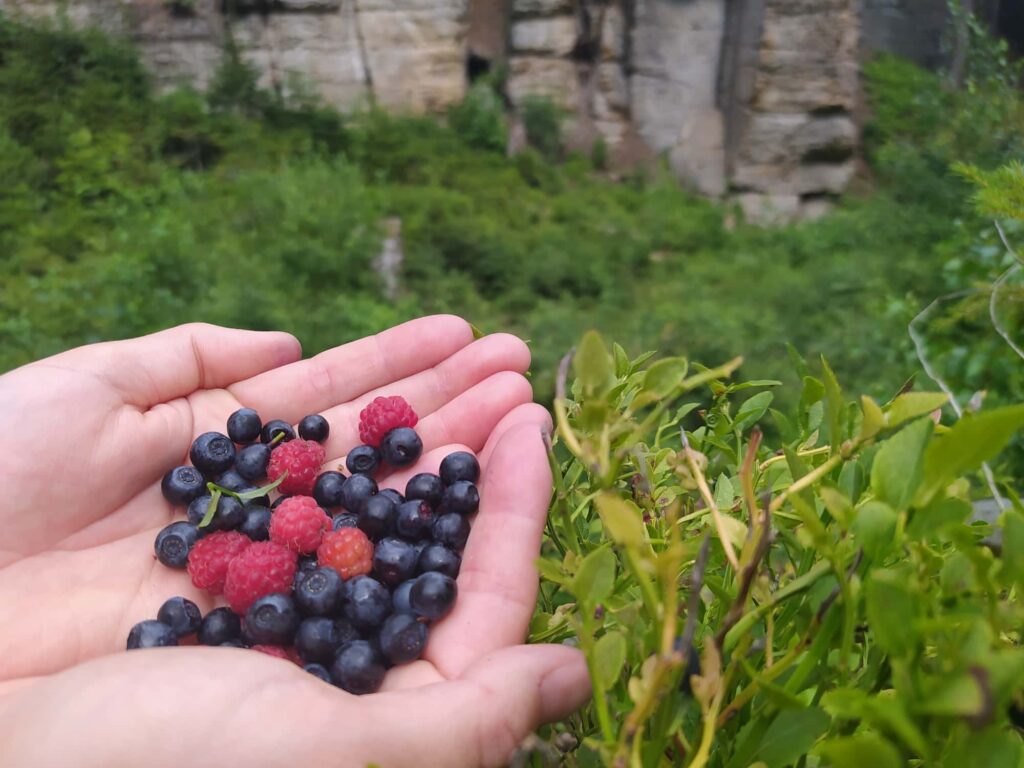 Blueberries and raspberries on the palms of hands.