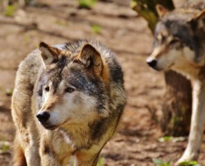 EXPLORE THE WILDLIFE AND WOLVES OF CZECH SWITZERLAND NATIONAL PARK | Northern Hikes